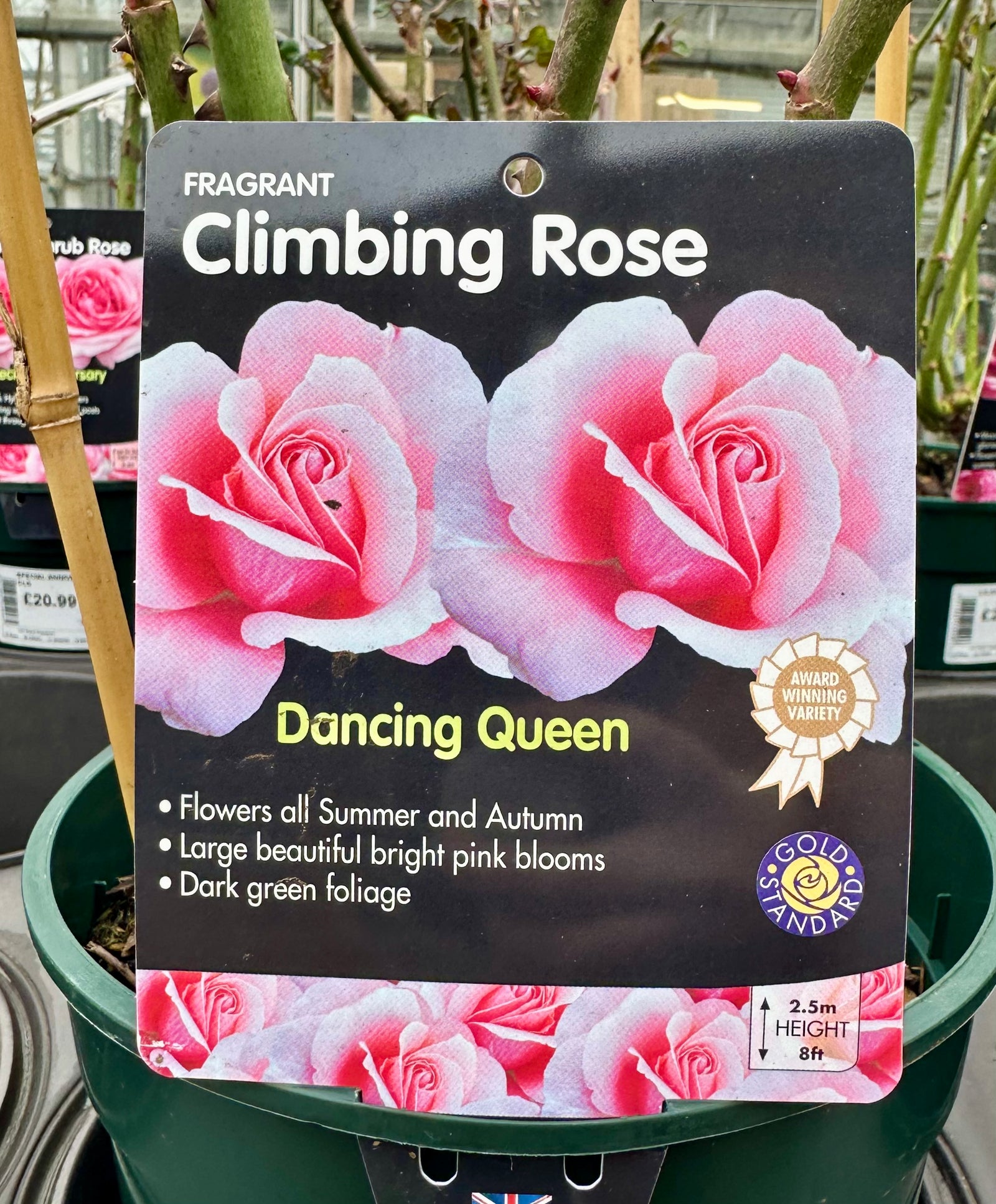 Rose 'Dancing Queen' - (Climbing)