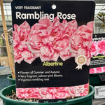 Rose 'Albertine' - (Climbing)