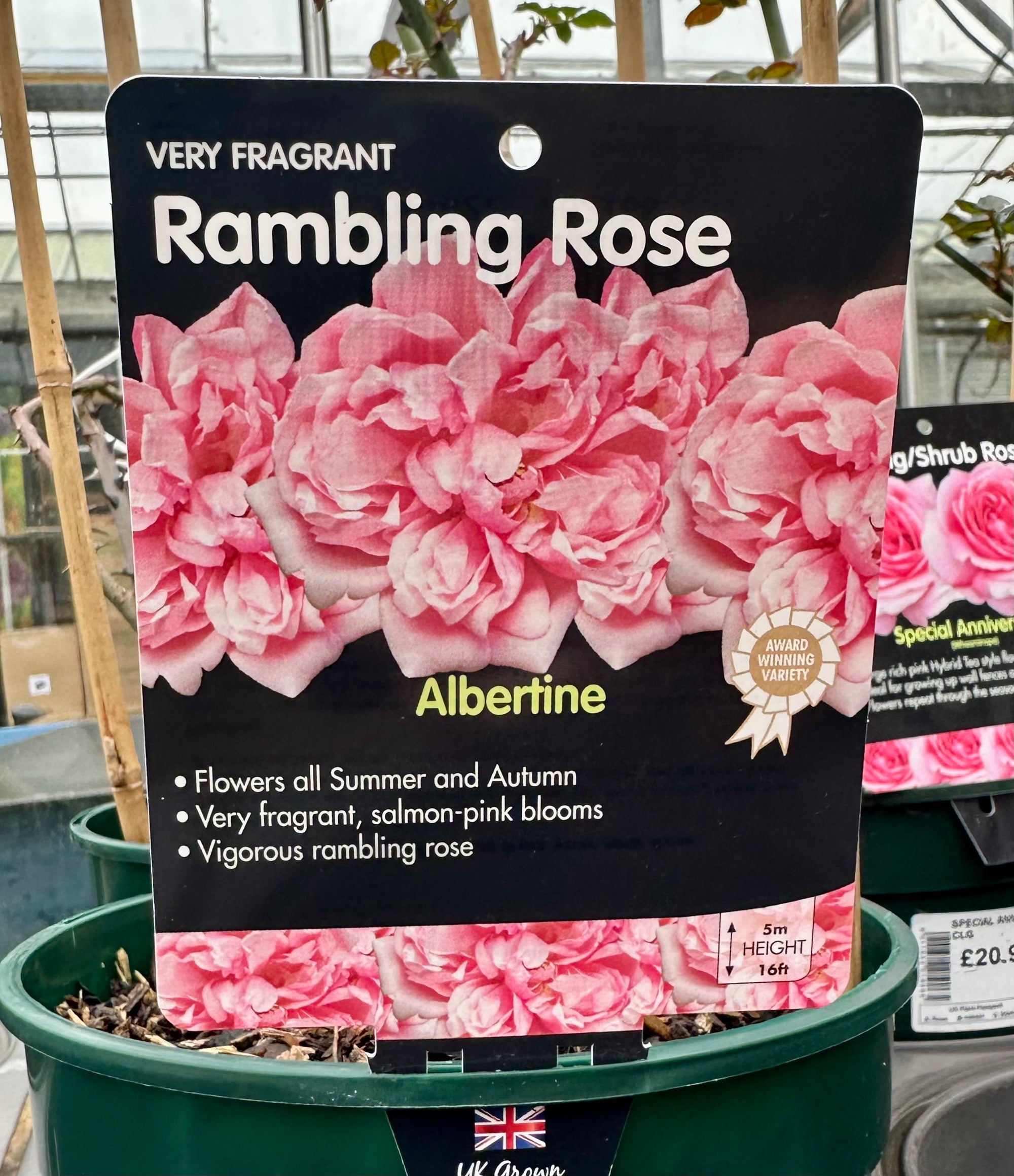 Rose 'Albertine' - (Climbing)