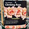 Rose 'Compassion' - (Climbing)