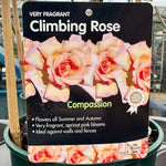 Rose 'Compassion' - (Climbing)