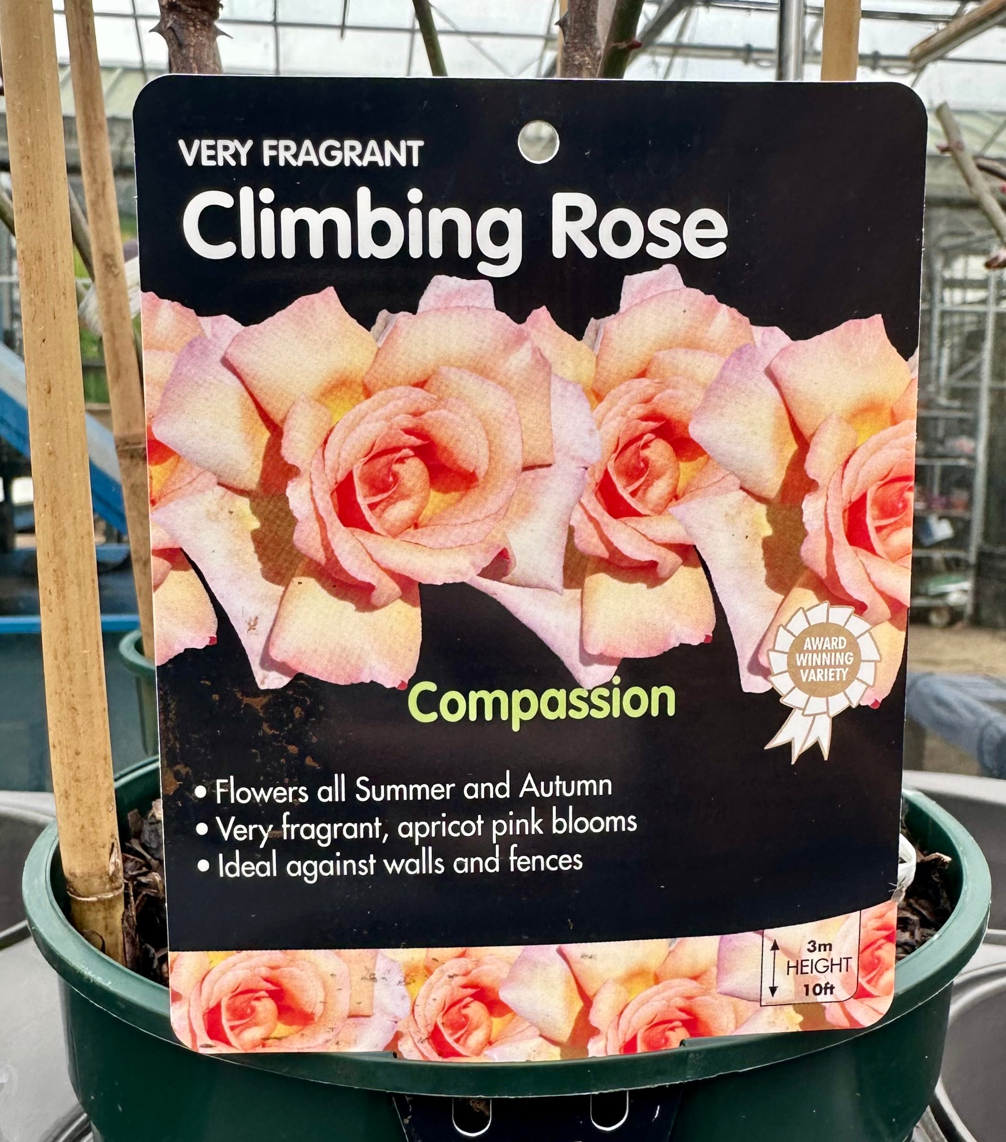 Rose 'Compassion' - (Climbing)