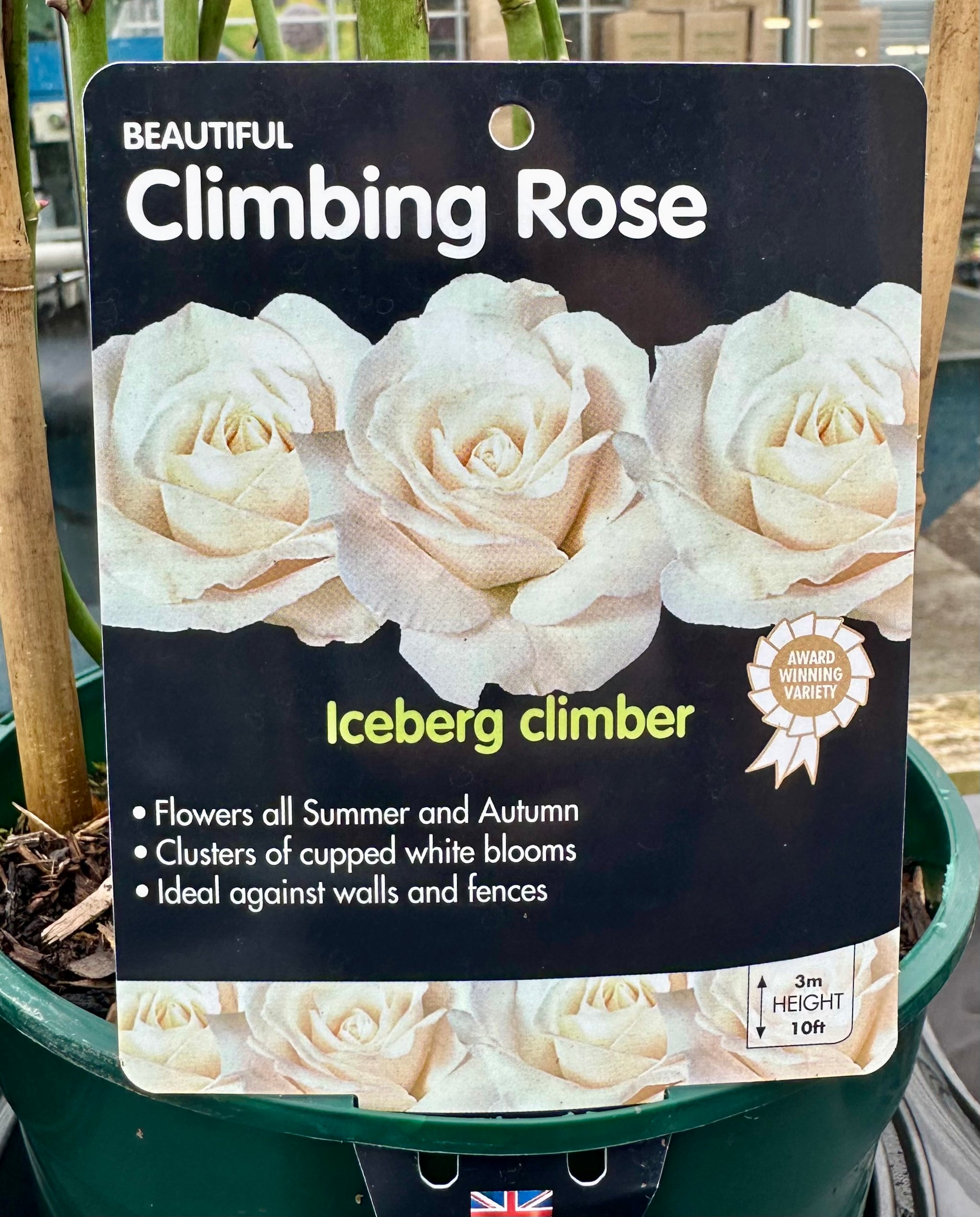 Rose 'Iceberg Climbing' - (Climbing)