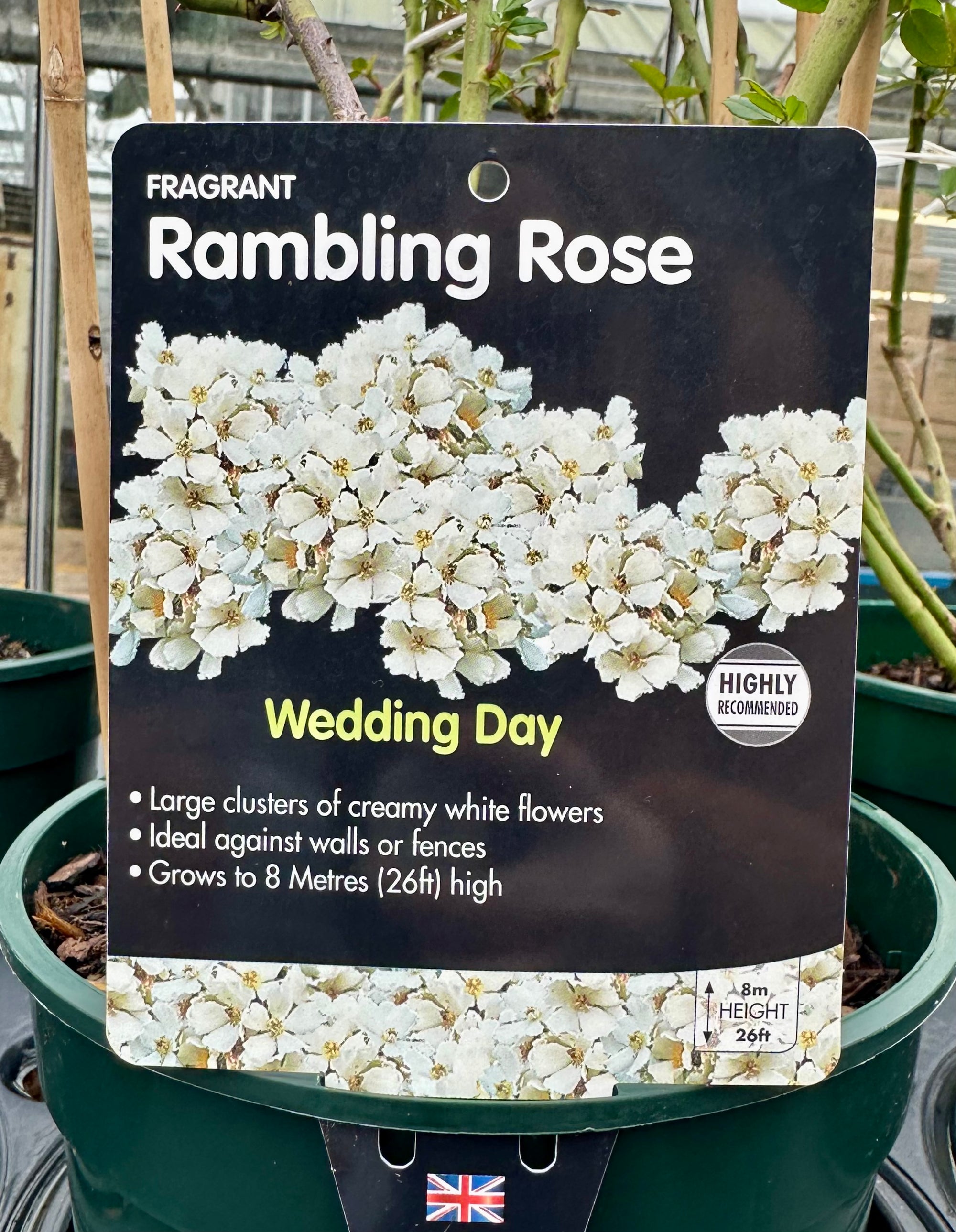 Rose 'Wedding Day' - (Climbing)