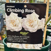 Rose 'Alaska' - (Climbing)