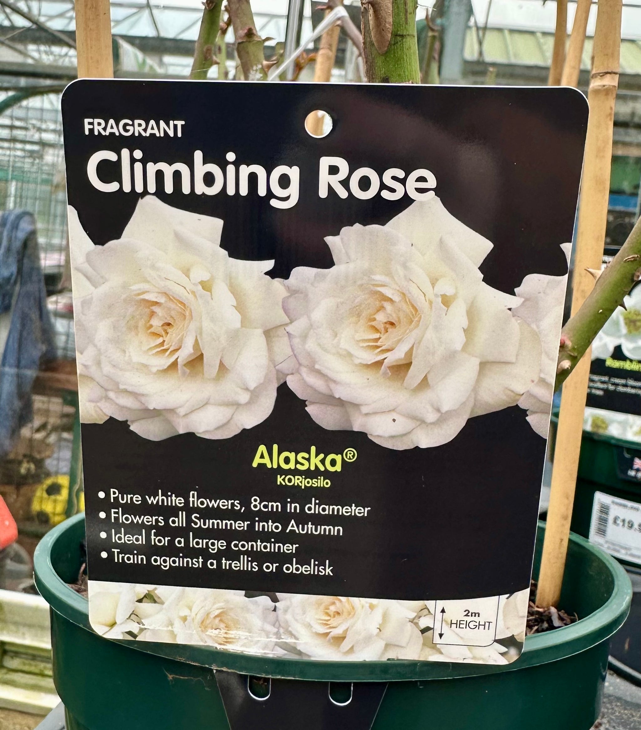 Rose 'Alaska' - (Climbing)