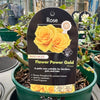 Rose 'Flower Power Gold' - (Patio)