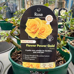 Rose 'Flower Power Gold' - (Patio)