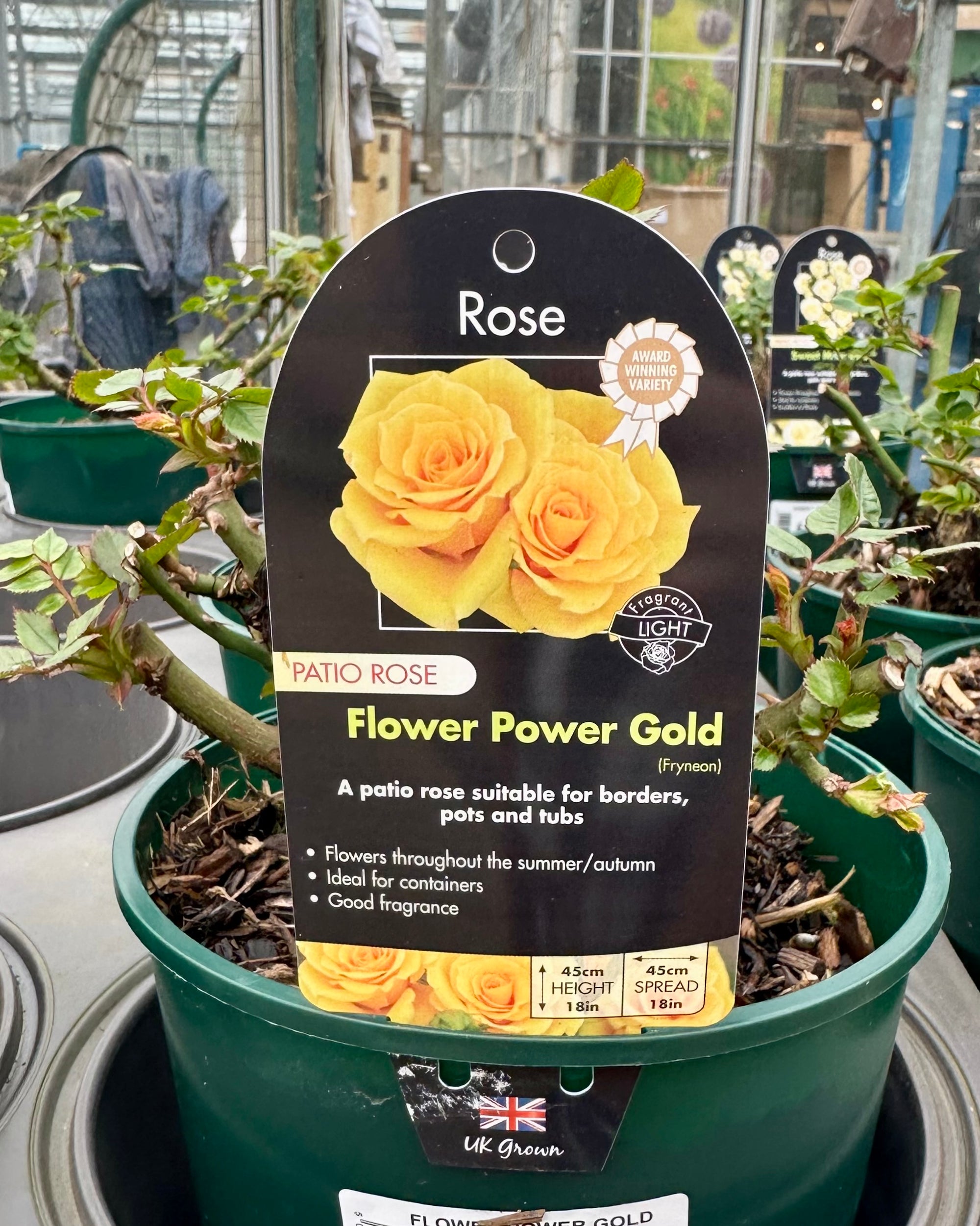 Rose 'Flower Power Gold' - (Patio)