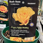 Rose 'Happy Golden Wedding' - (Bush)