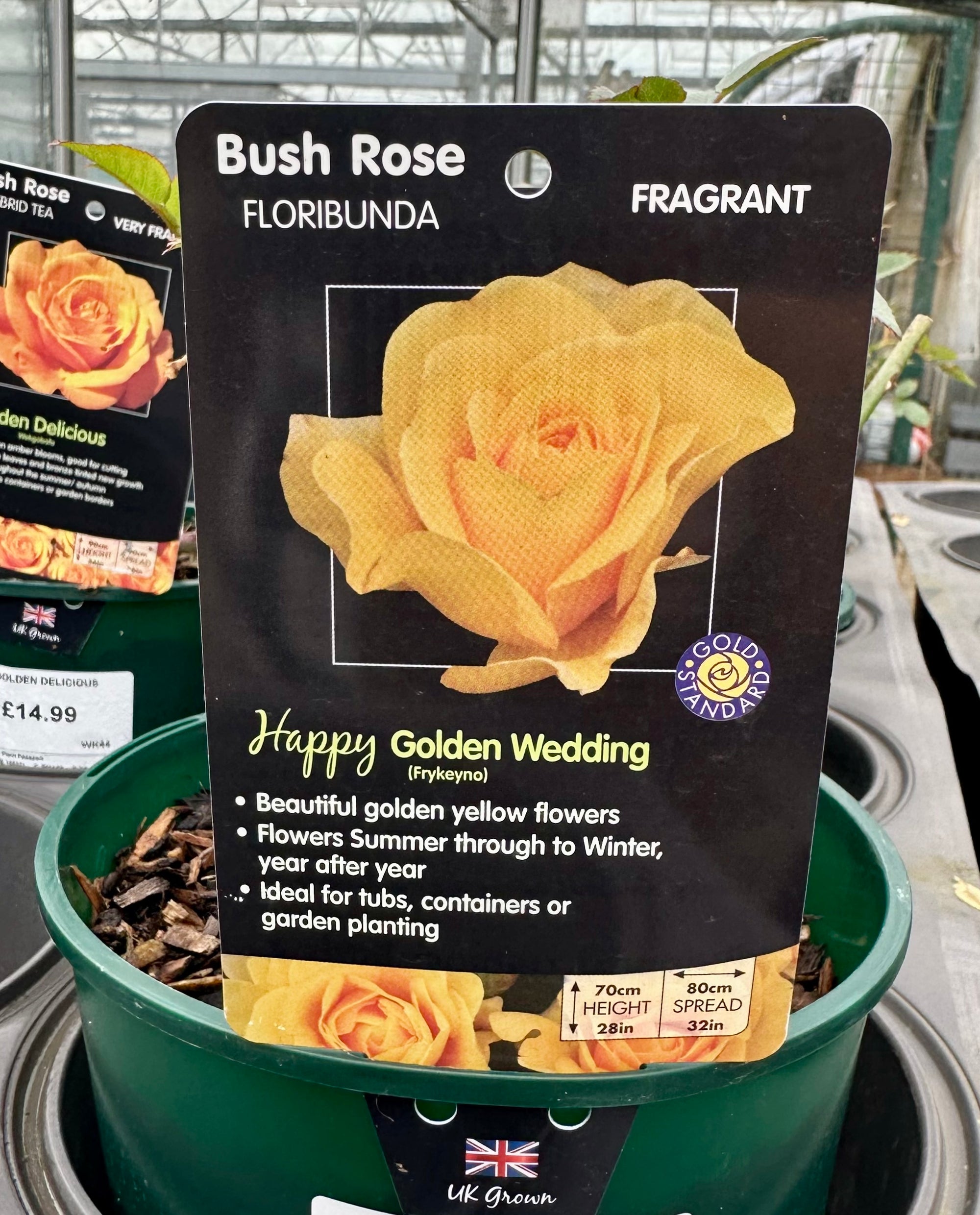 Rose 'Happy Golden Wedding' - (Bush)