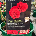 Rose  'Happy Ruby Wedding' - (Bush)