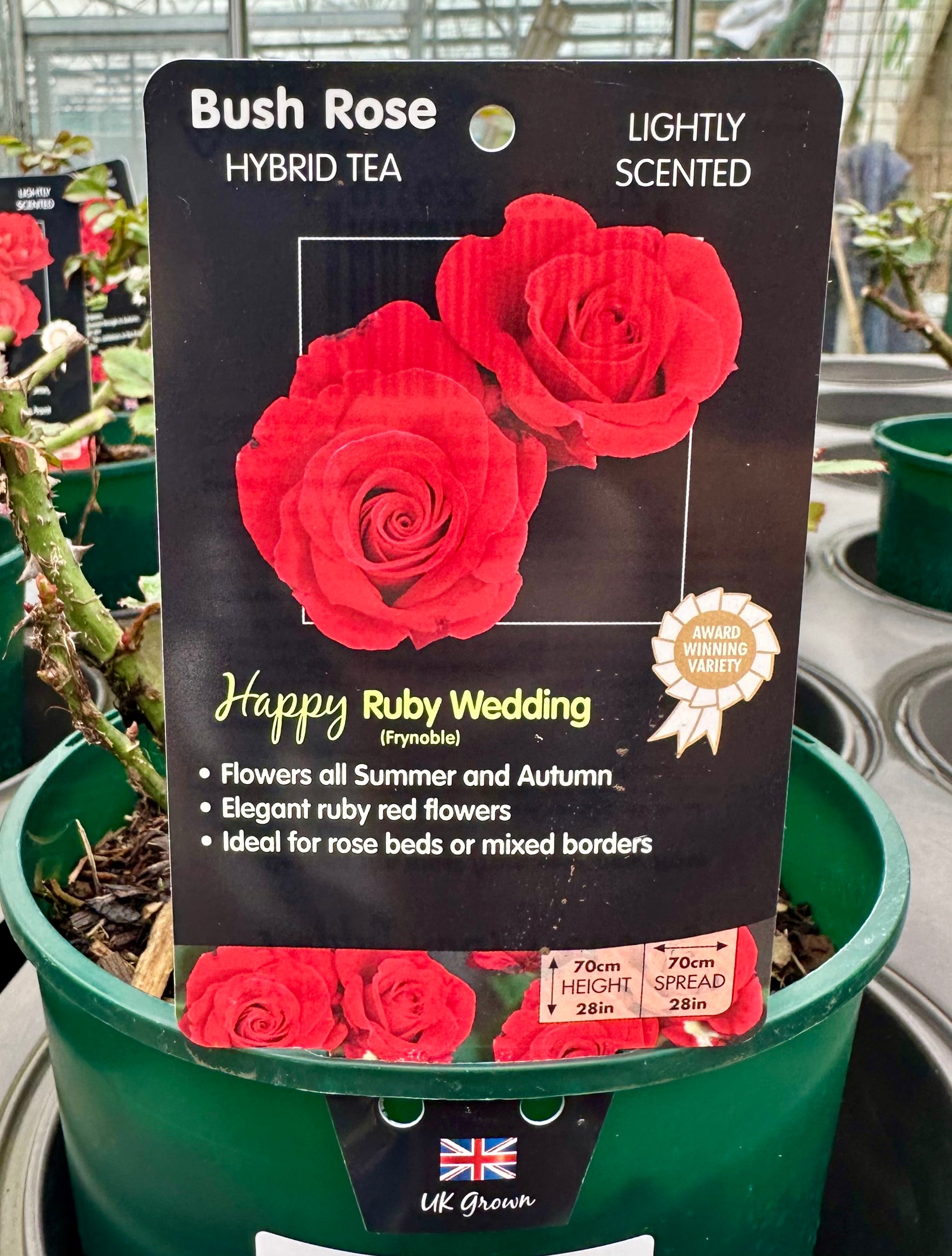 Rose  'Happy Ruby Wedding' - (Bush)