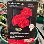 Rose 'Eternity' - (Bush)