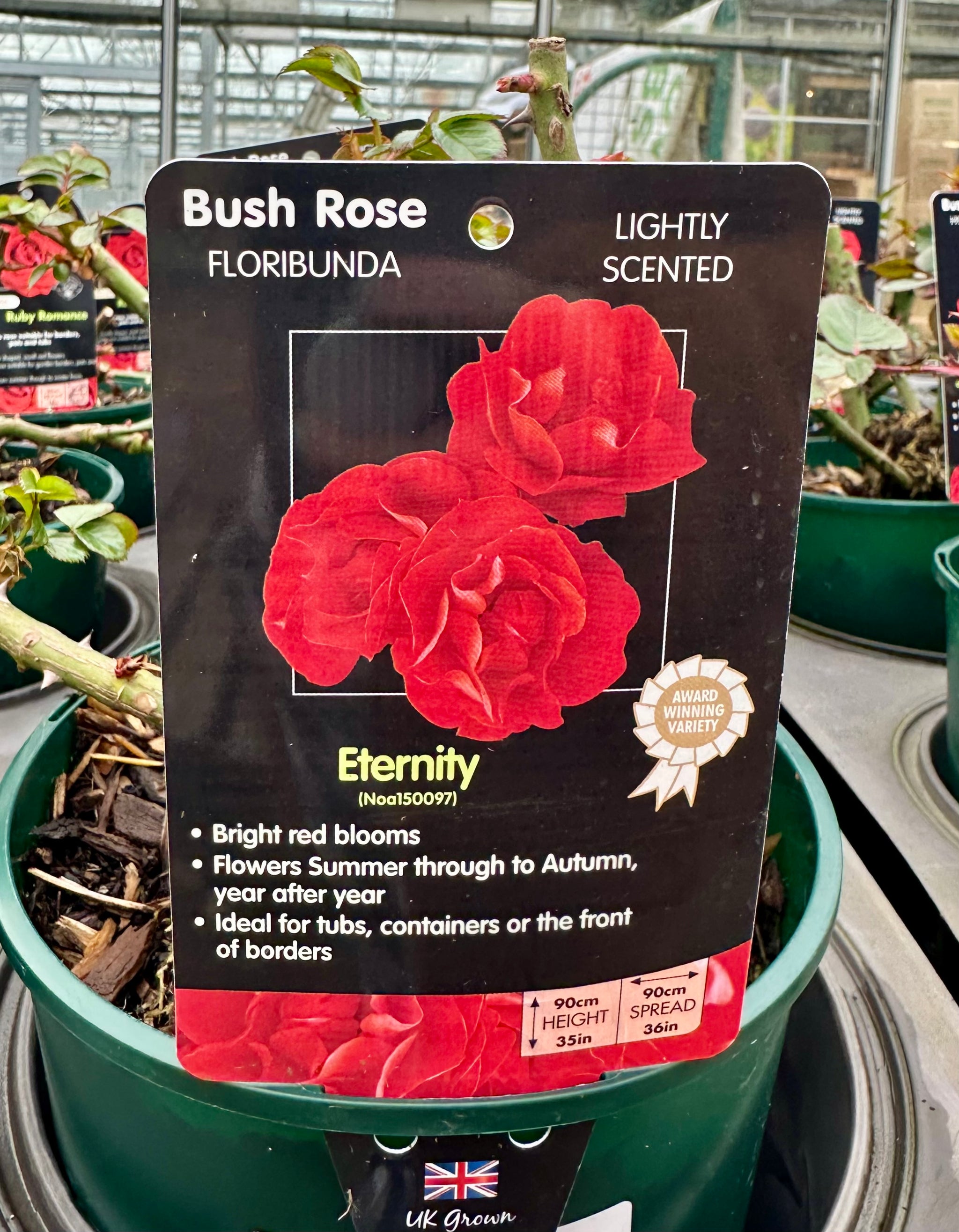 Rose 'Eternity' - (Bush)