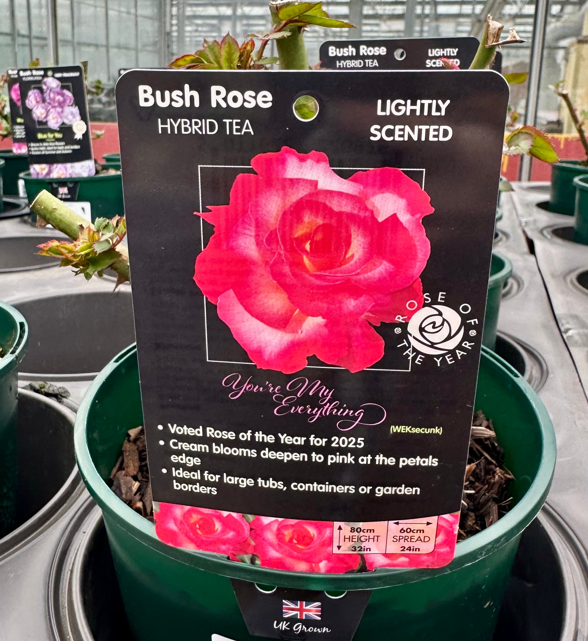 Rose 'You’re My Everything' - (Bush)