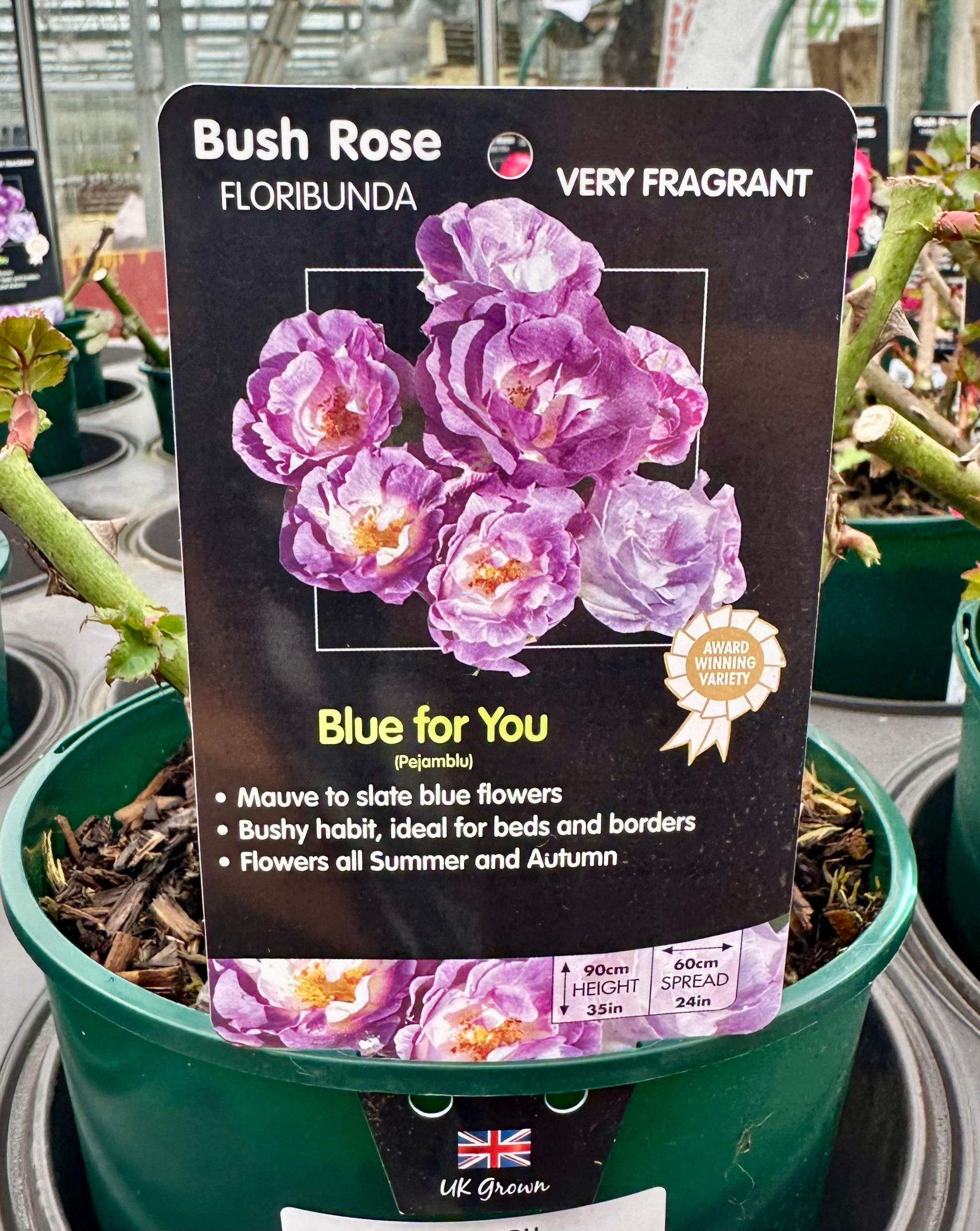 Rose 'Blue for You' (Bush)