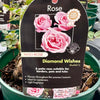 Rose 'Diamond Wishes' - (Patio)