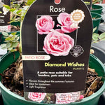 Rose 'Diamond Wishes' - (Patio)