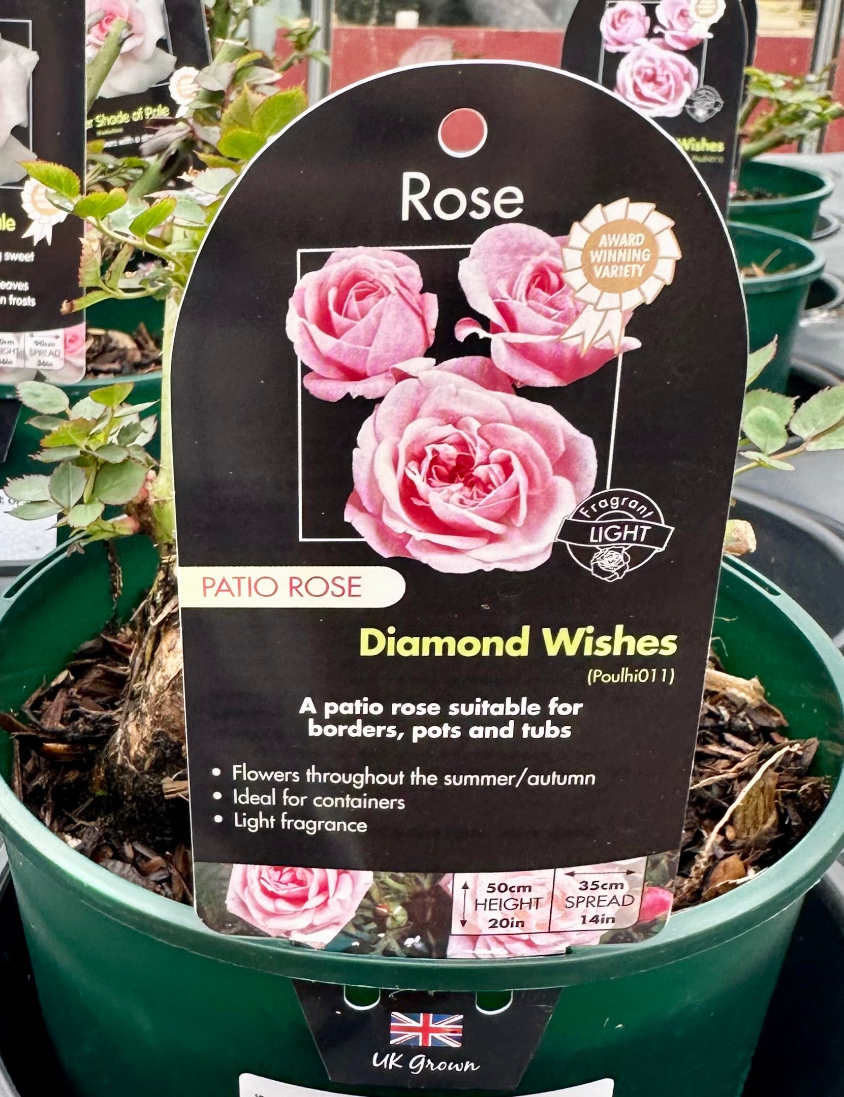 Rose 'Diamond Wishes' - (Patio)