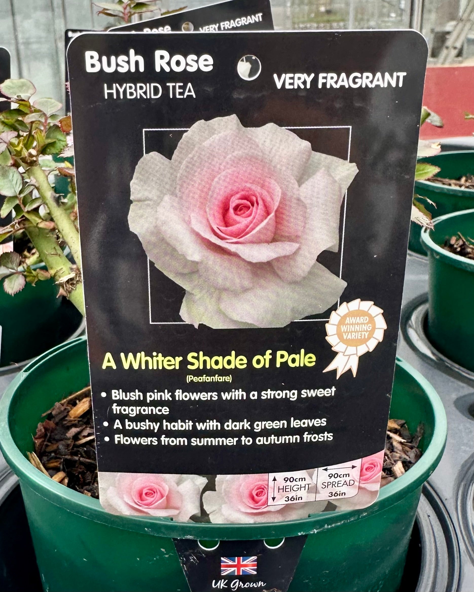 Rose  'A Whiter Shade of Pale' - (Bush)