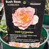 Rose 'Loyal Companion' - (Bush)