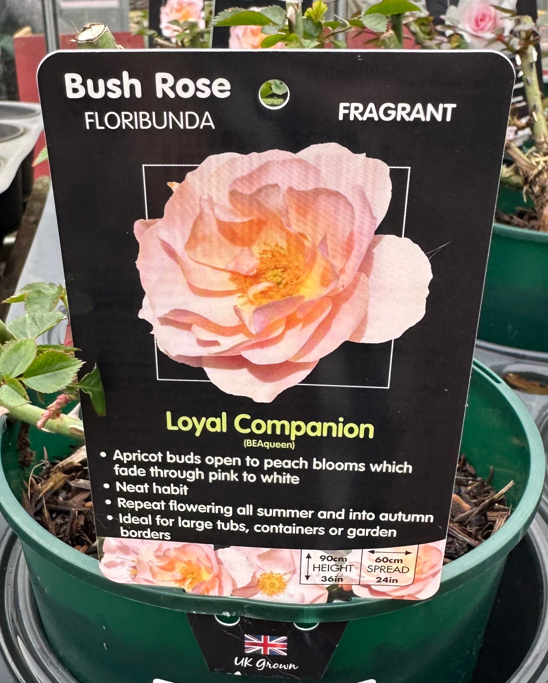 Rose 'Loyal Companion' - (Bush)