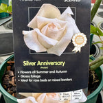 Rose 'Silver Anniversary' - (Bush)