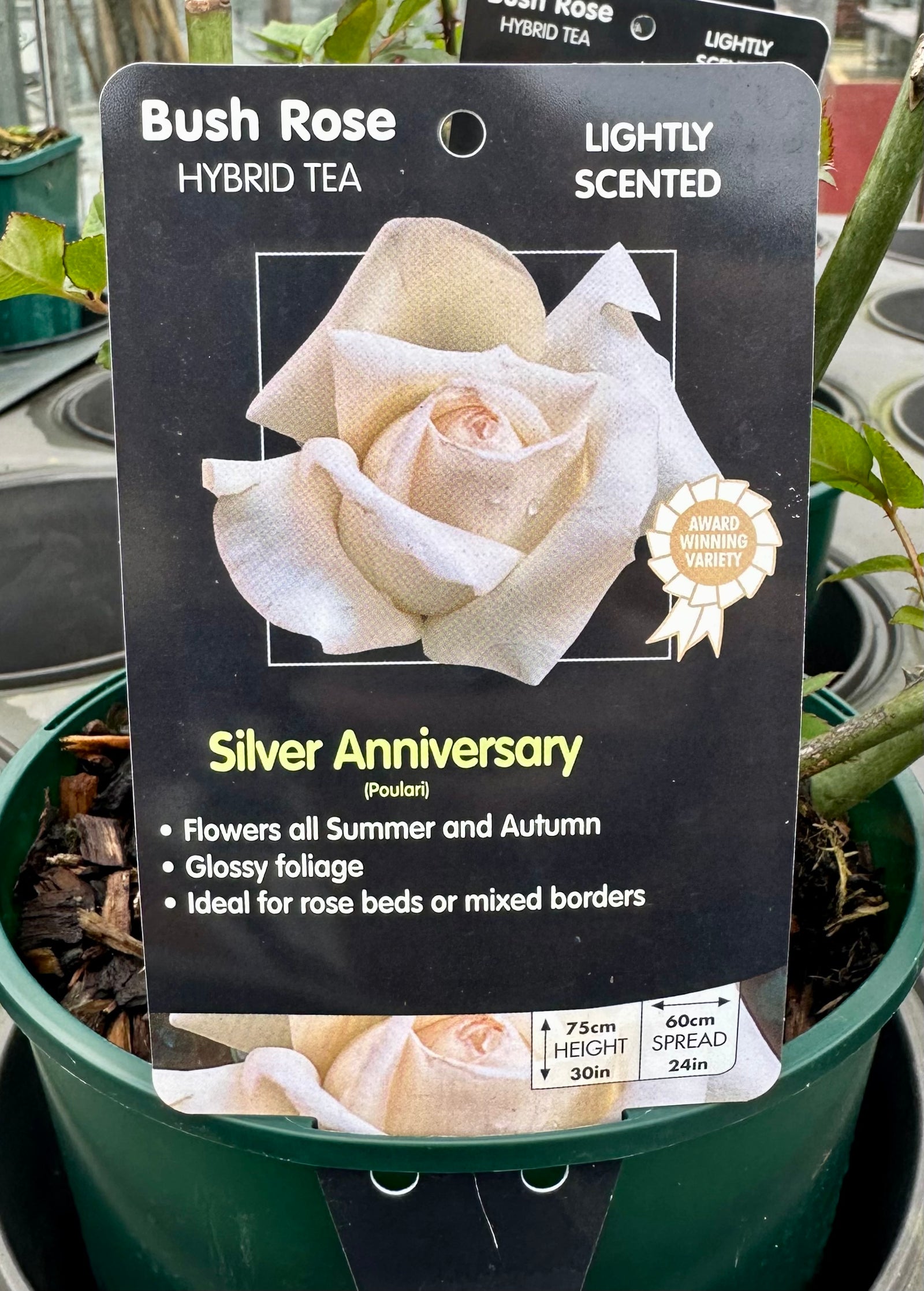 Rose 'Silver Anniversary' - (Bush)