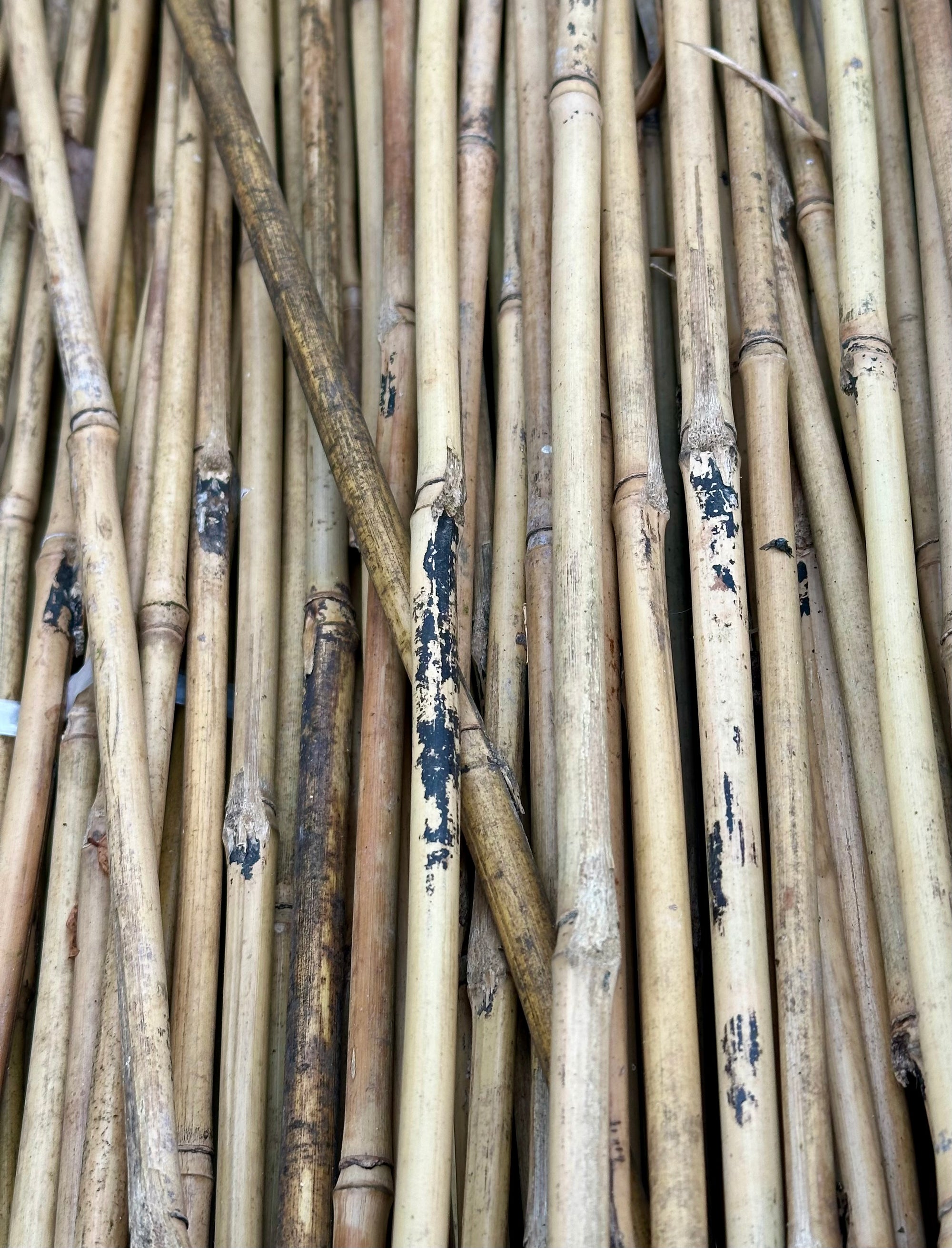 Bamboo Cane 4’