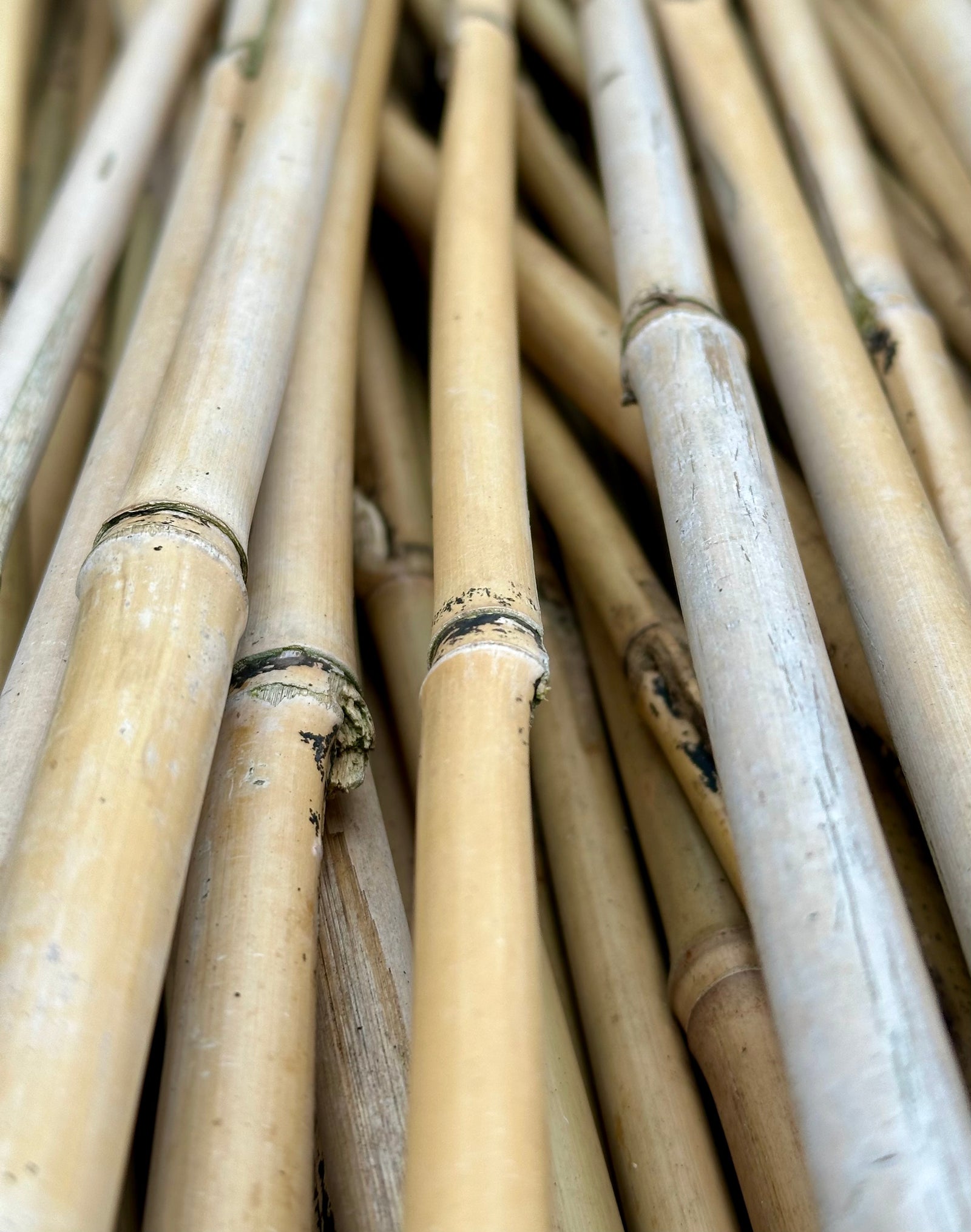 Bamboo Cane 3’