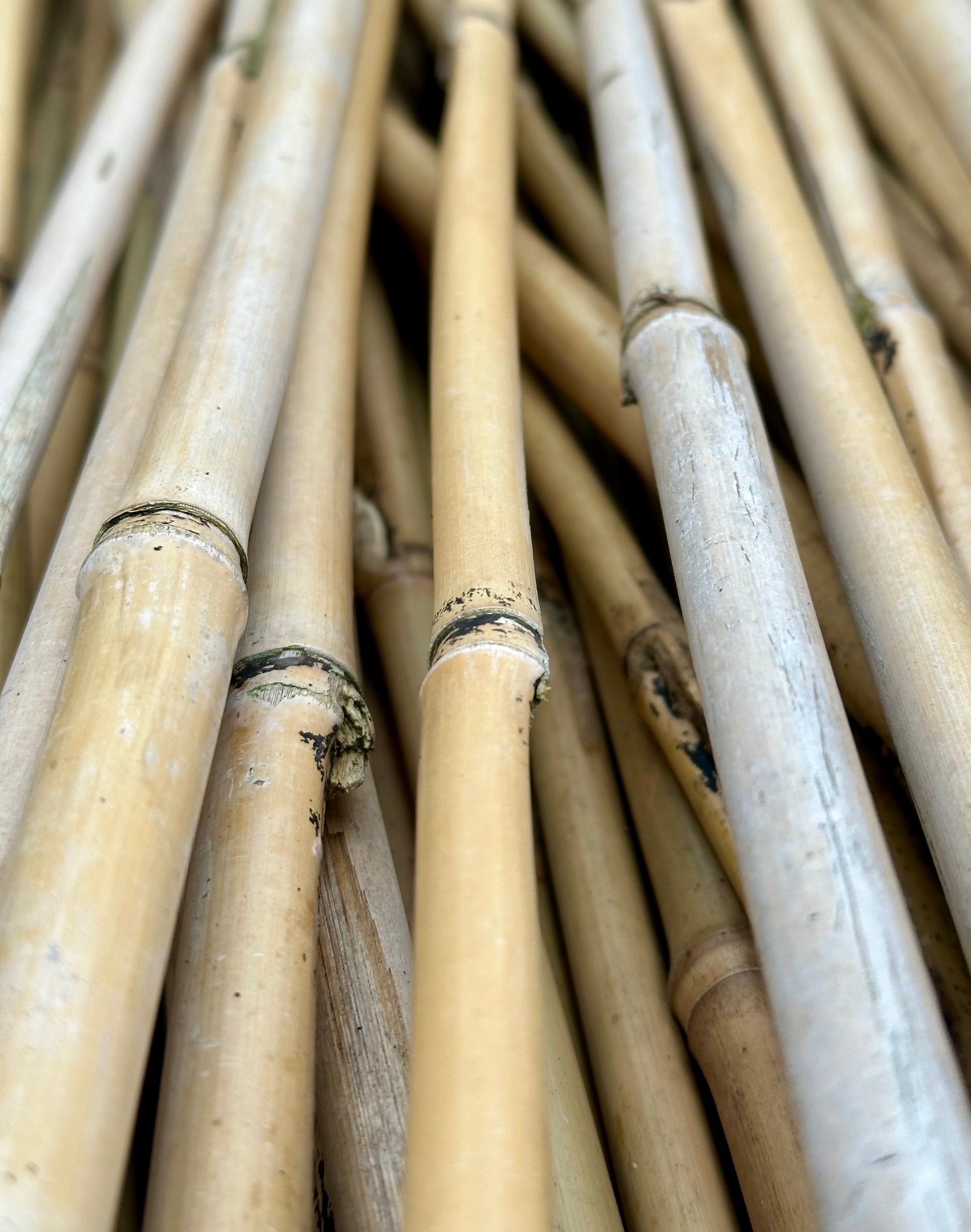 Bamboo Cane 3’