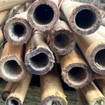 Bamboo Cane 5’