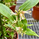 Sarcococca ruscifolia - 5Litre