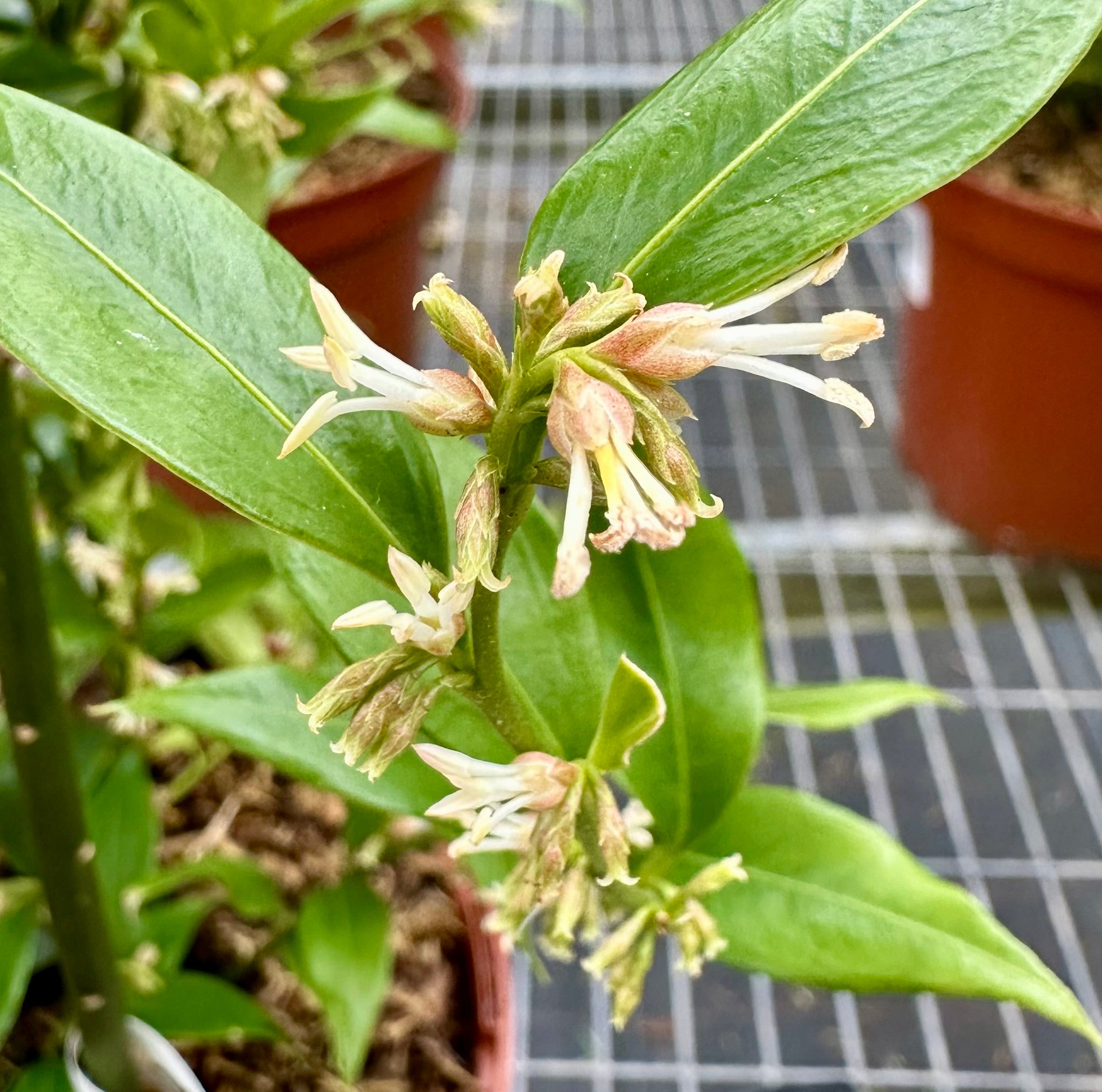 Sarcococca ruscifolia - 5Litre