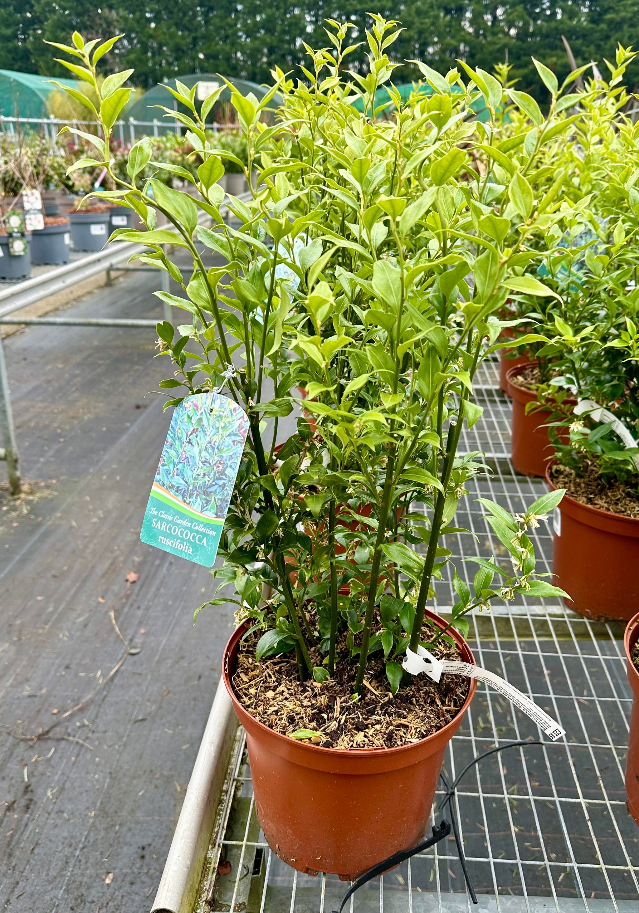 Sarcococca ruscifolia - 5Litre