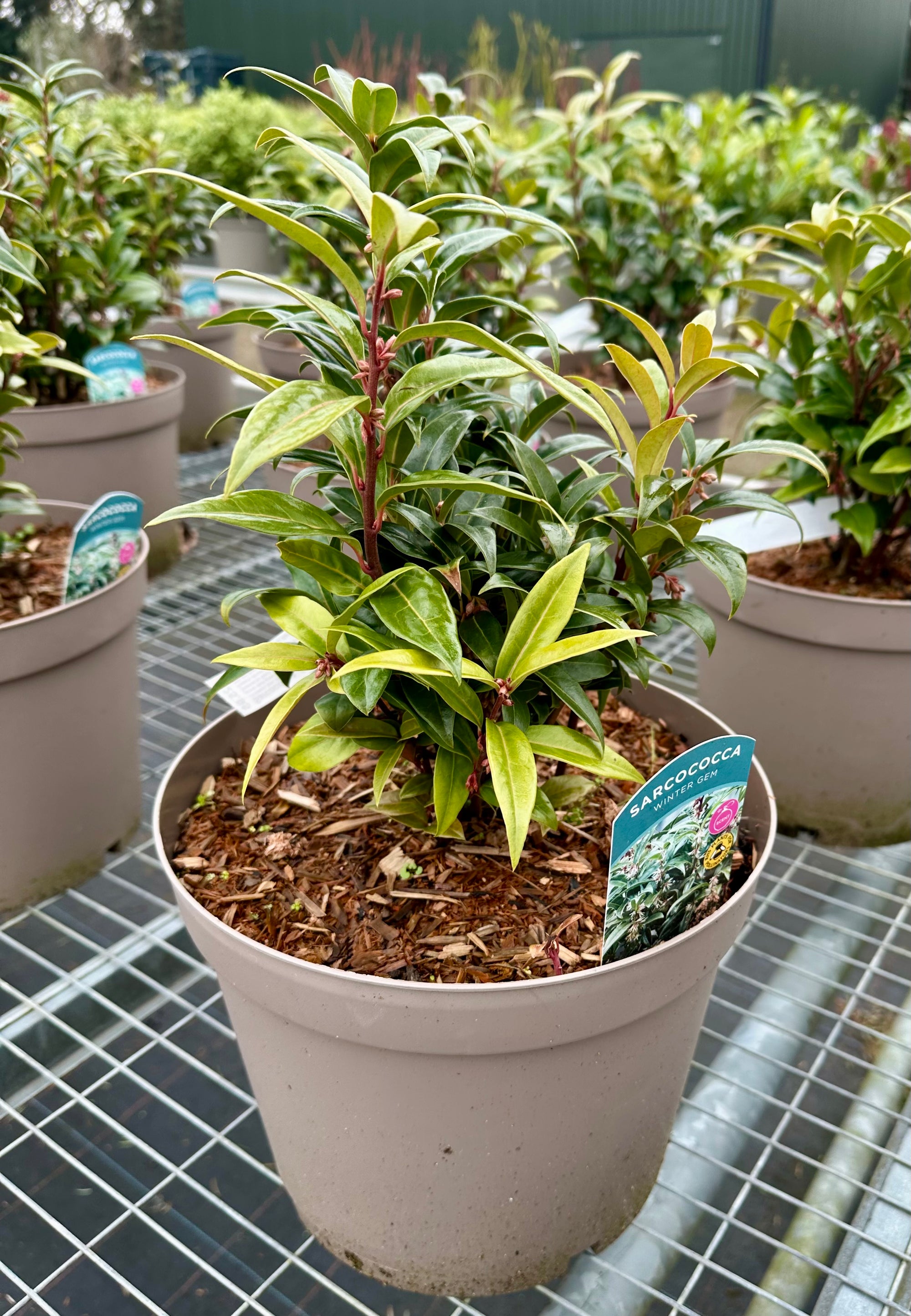 Sarcococca hookeriana ‘Winter Gem’ - 5Litre