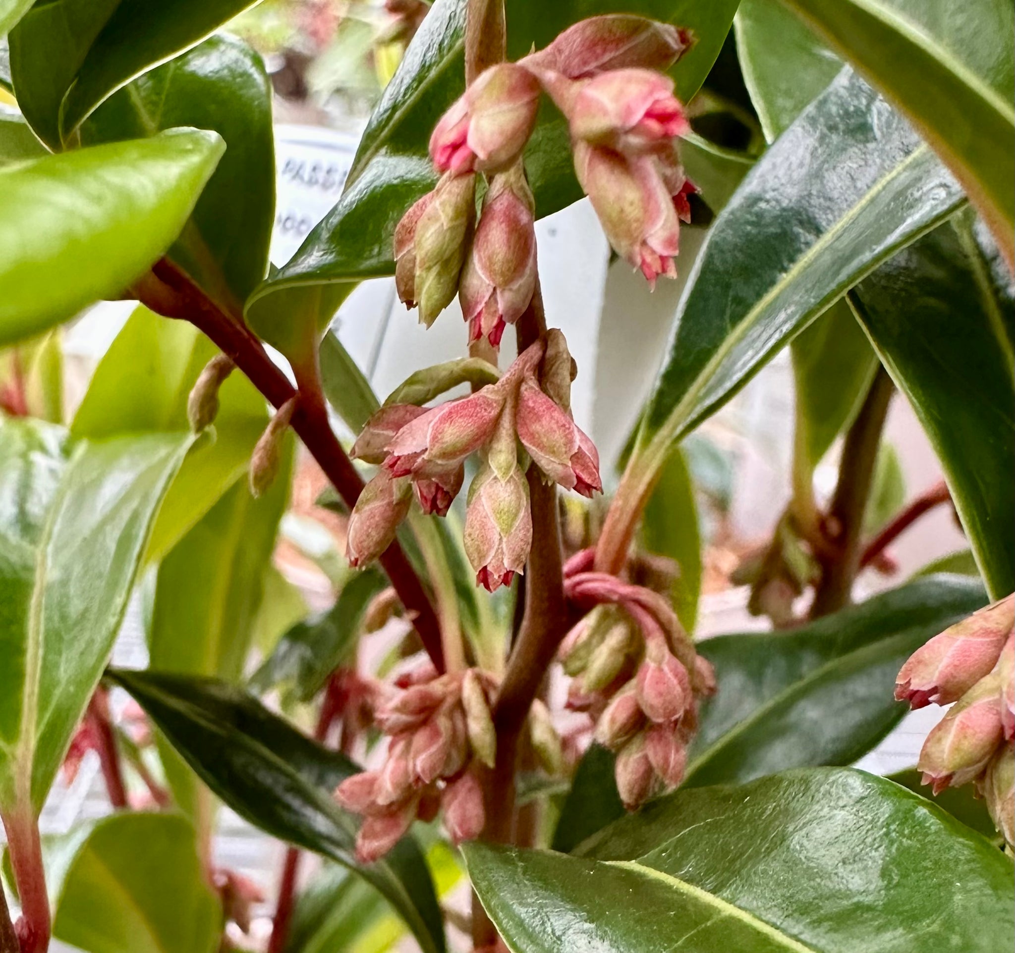 Sarcococca hookeriana ‘Winter Gem’ - 5Litre