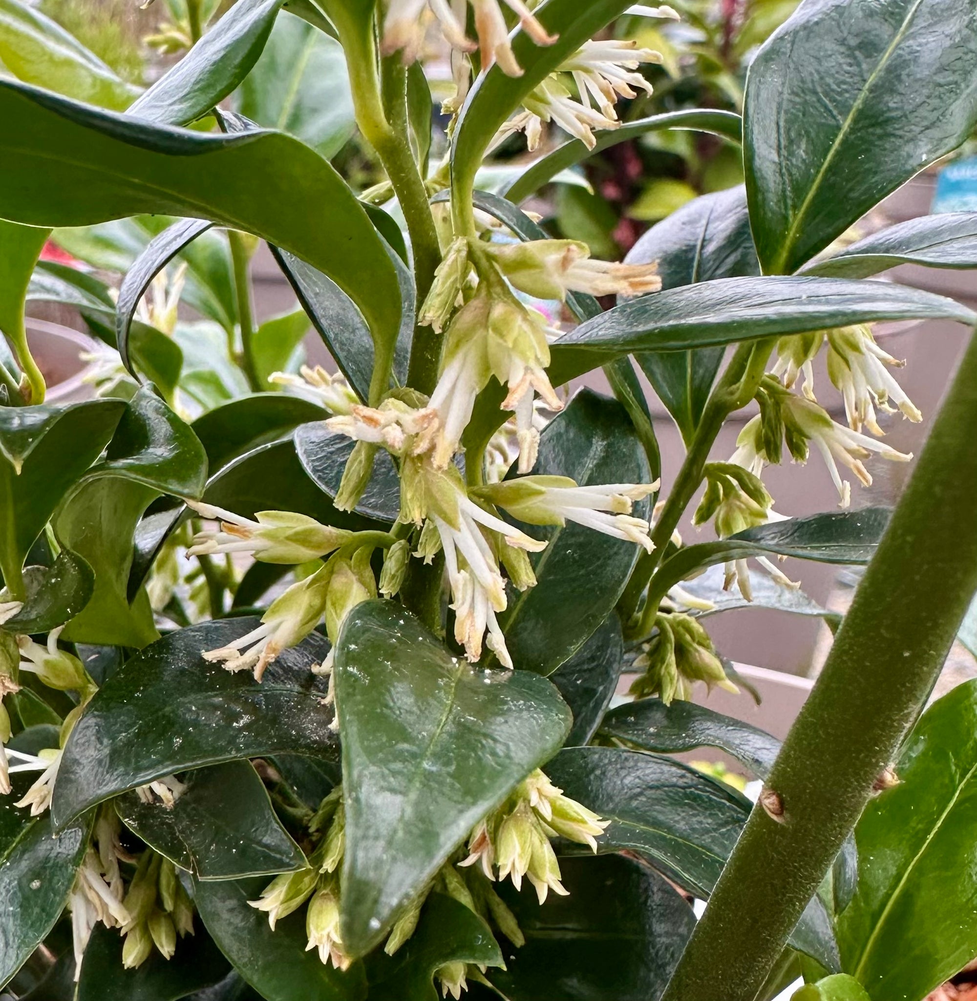 Sarcococca hookeriana ‘Winter Gem’ - 5Litre