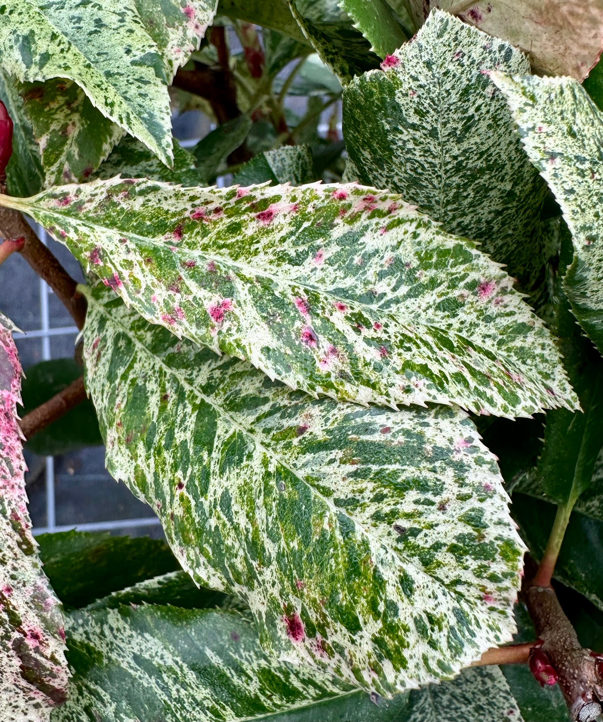 Photinia fraseri 'Pink Crispy' - Lollypop