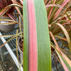 Phormium ‘Jester’ - 7.5Litre