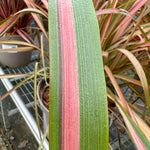 Phormium ‘Jester’ - 7.5Litre