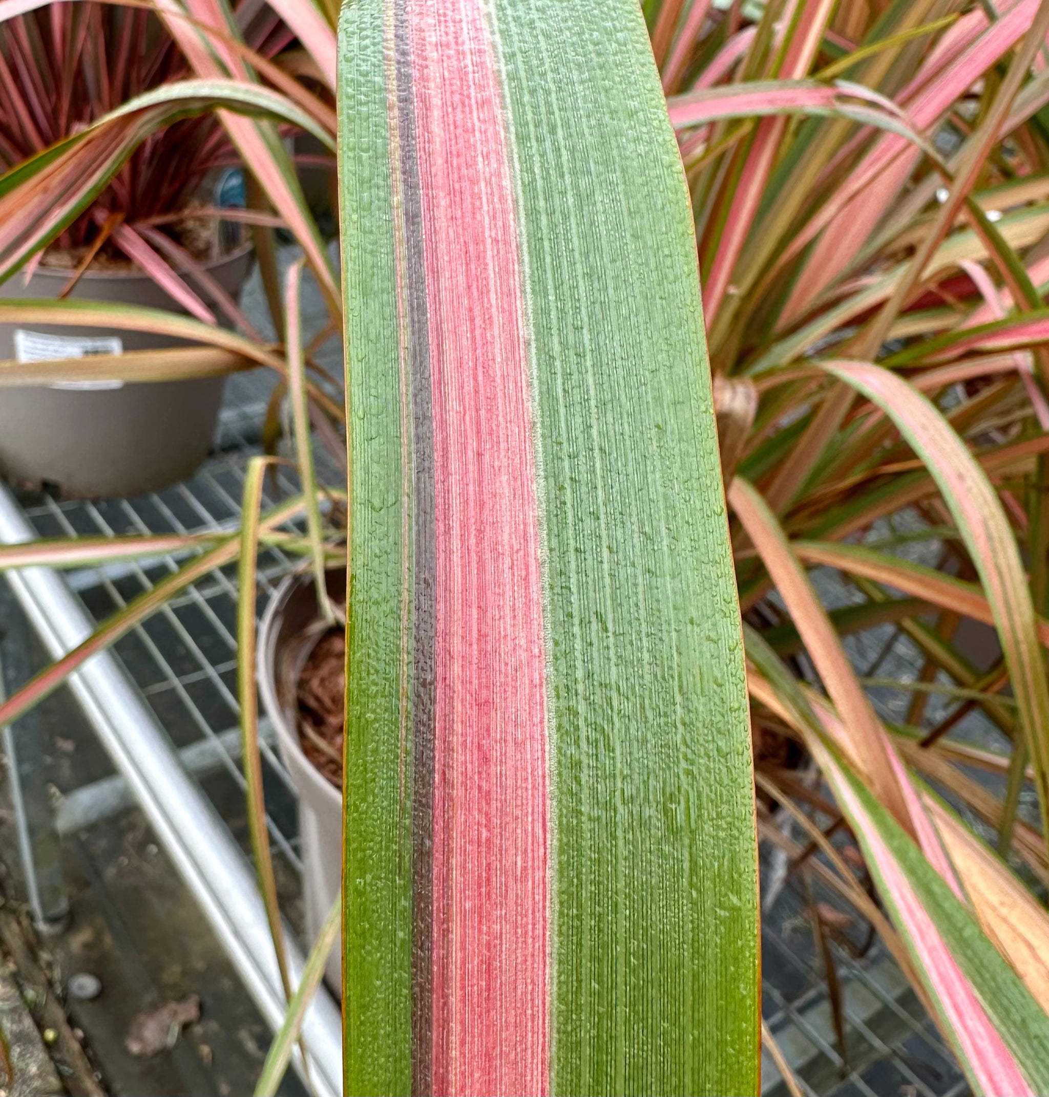 Phormium ‘Jester’ - 7.5Litre