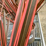 Phormium ‘Rainbow Queen’ - 7.5Litre