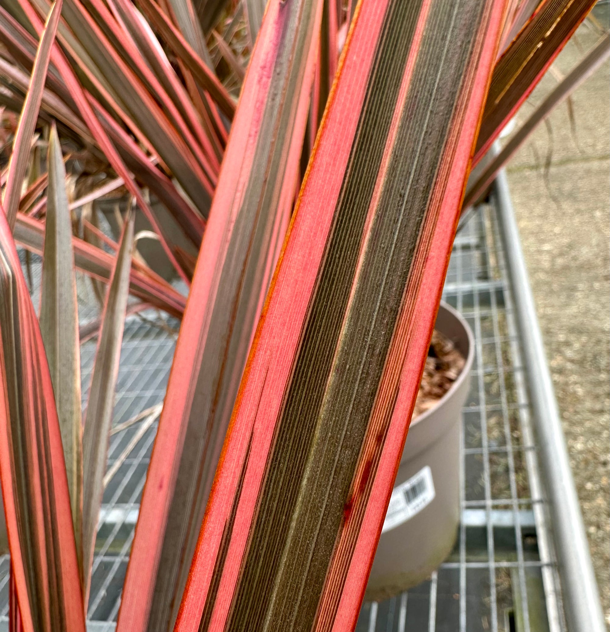 Phormium ‘Rainbow Queen’ - 7.5Litre