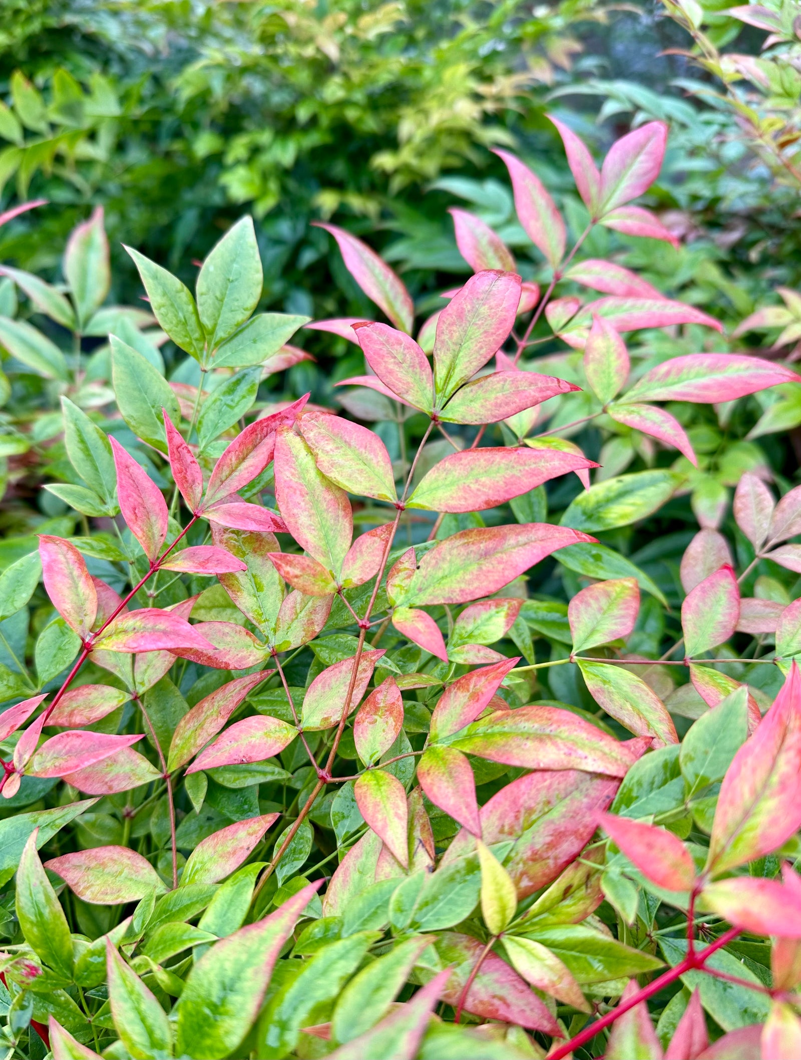 Nandina domestica 'Gulf Stream' - 10Litre