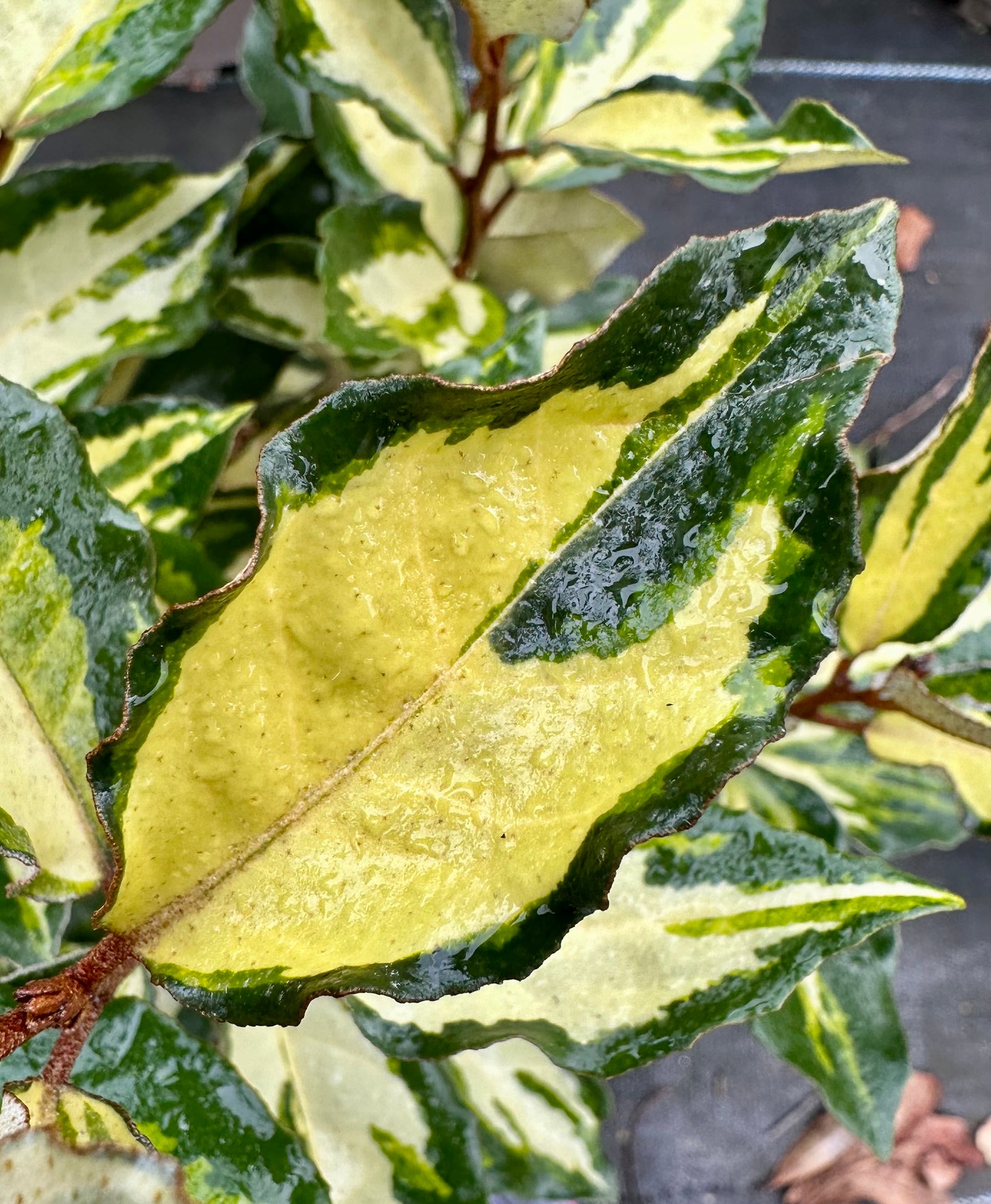 Elaeagnus × submacrophylla 'Maryline' - 7.5Litre