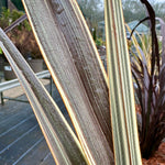 Phormium ‘Alison Blackman’ - 7.5Litre