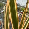 Phormium 'Golden Ray' - 7.5Litre