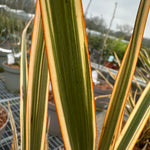 Phormium 'Golden Ray' - 7.5Litre